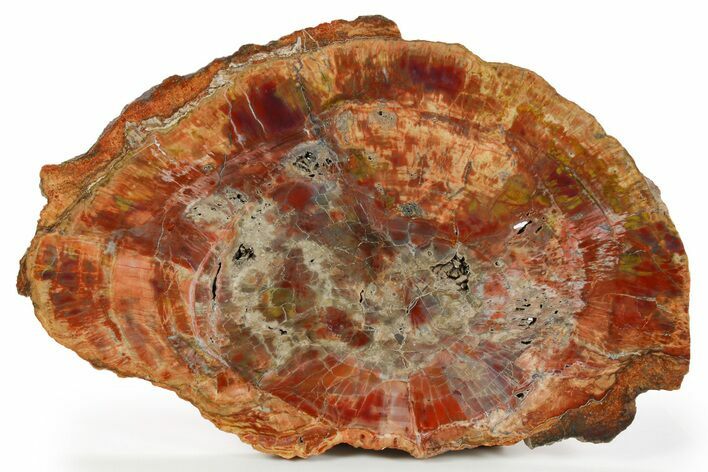 Colorful Petrified Wood (Araucarioxylon) Round - Arizona #261788